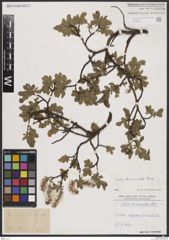 Foto von Salix breviserrata Flod.